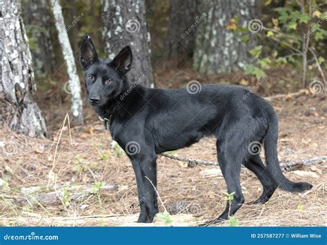 Black German Shepherd Belgian Malinois Mix Dog Stock Image - Image of rescue, leash: 257587277