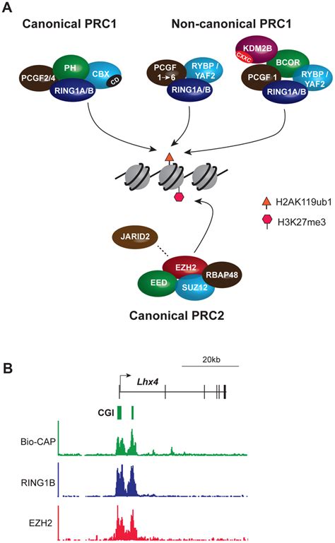 Core Components Of The Major Pcg Complexes In Vertebrate Cells Overlap Download Scientific