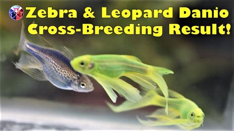 Zebra And Leopard Danios Cross Breeding Amazing Result YouTube