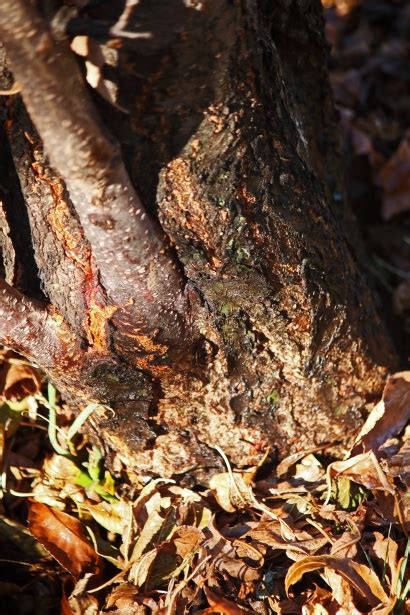 Base Of Pecan Nut Tree & Dry Leaves Free Stock Photo - Public Domain ...