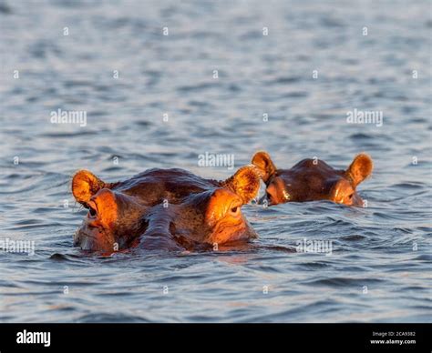 Adult Hippopotamuses Hippopotamus Amphibius Bathing In Lake Kariba