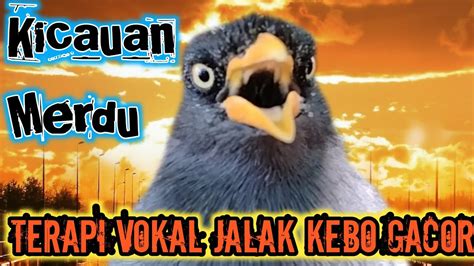 Kicauan Jalak Kebo Terapi Vokal Jabo Gacor Full Isian YouTube