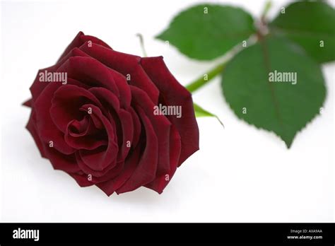 Single Red rose on white background Stock Photo - Alamy