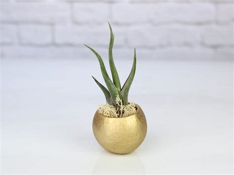 Gold Seed Pod With Custom Tillandsia Air Plant Air Plant Design Studio