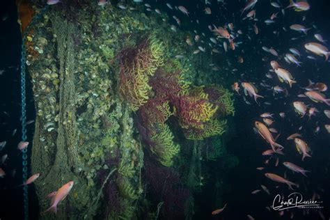 GERALD RIVIERE PHOTOGRAPHE SOUS MARIN Epave Du Bananier 102m