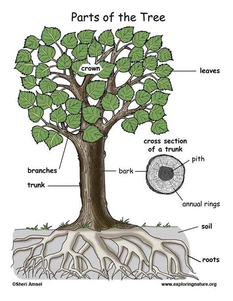 Diagrams Of How Water Is Moved Through A Pine Tree Premium A