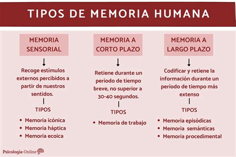 Tipos De Memoria Humana Esquema Clasificación Características Y