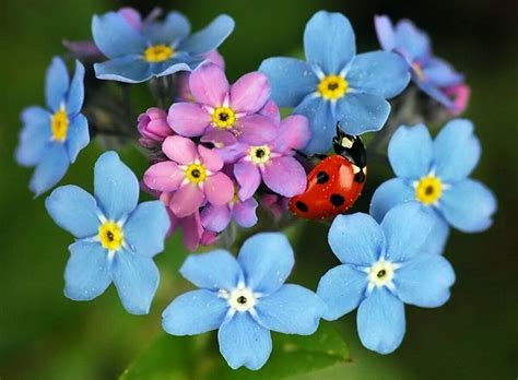 Маленькие цветы (Много фото) - treepics.ru
