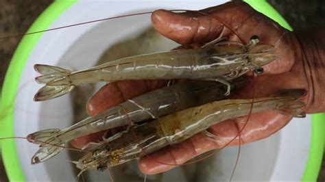 Metode Modern Budidaya Udang Vaname Dengan Shrimp Estate