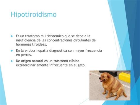 Hipotiroidismo En Perro Ppt