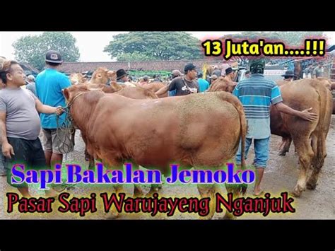 13 Juta An Sapi Bakalan Jemoko Update Harga Sapi Calon Jumbo Super