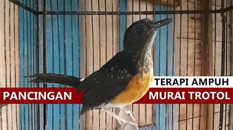 Suara Murai Trotol Belajar Bunyi Mp Pikat Burung Murae Batu Mb