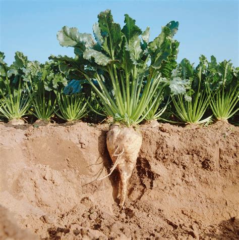 Sugar Beetroot Beta Vulgaris Altissima Seeds