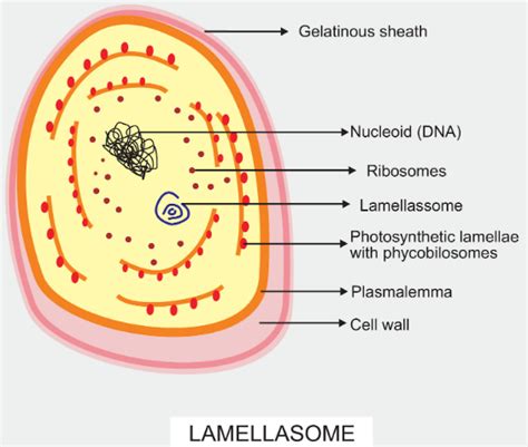 Green Algae Cell Diagram