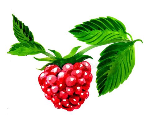 Red Raspberry Sketch Stock Image Image Of Raspberry