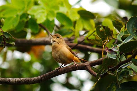 Wildlife Bird Birdie Free Photo On Pixabay Pixabay