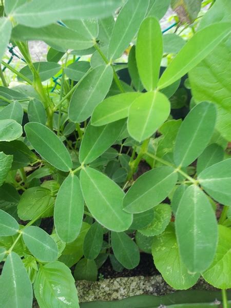 TanamSendiri Grow Your Own Tanam Sendiri Kacang Tanah Peanut