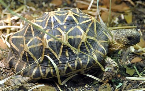 How The Turtle Got Its Shell Popular Science