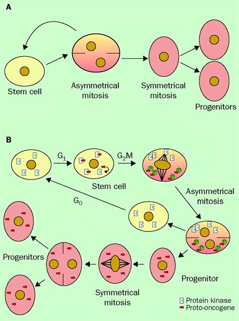 Development Of Gliomas Potential Role Of Asymmetrical Cell Division Of Neural Stem Cells The