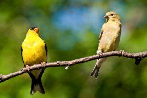 The Goldfinch Nest: American Goldfinch Nesting Habits - Daily Birder