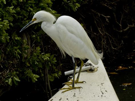 Snowy Egret Portrait Free Stock Photo Public Domain Pictures