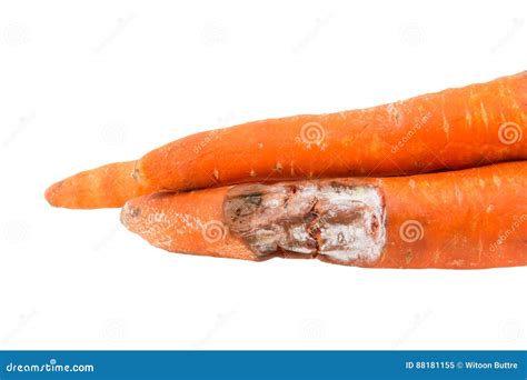 Rotten Carrot Isolated Stock Image 88674601