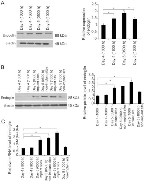 Bmp Coordinates Endometrial Epithelial Cell Receptivity For Blastocyst