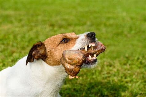 632 Snarling Dog Stock Photos Free And Royalty Free Stock Photos From