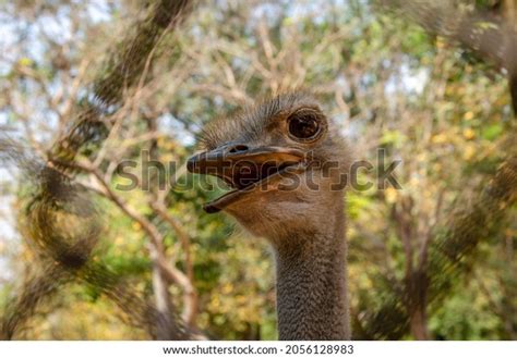 Closeup Ostrich Feathered Eye Lashes On Stock Photo 2056128983