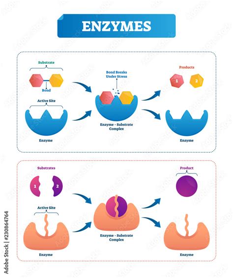 Enzyme vector illustration. Labeled cycle and diagram with catalysts. Stock Vector | Adobe Stock