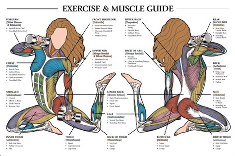 Abdominal muscles after c section Human Body Anatomy, Muscle Anatomy ...