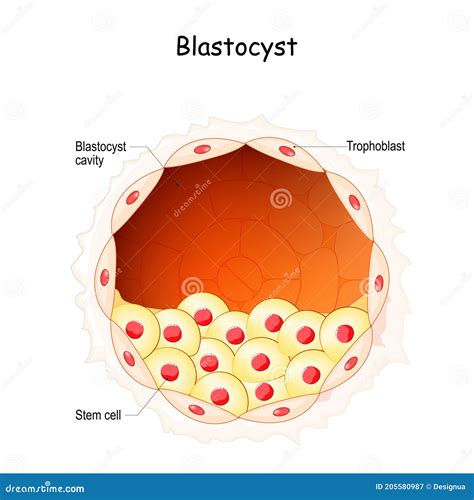 Blastocyst. Embryo Development Stage Stock Vector - Illustration of ...