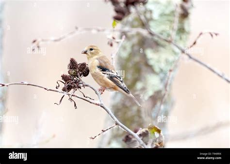 American Goldfinch in winter plumage Stock Photo - Alamy