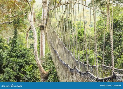 Canopy Walkways In Tropical Rainforest Kakum National Park Ghana