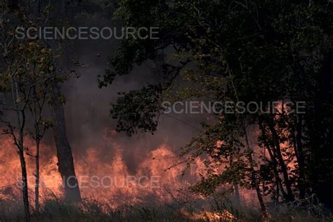 Grass Fire | Stock Image - Science Source Images