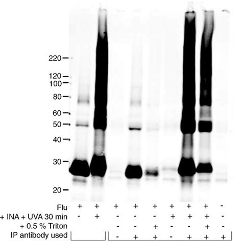 Results of Hemagglutination assay using X31 after various treatments | Download Table