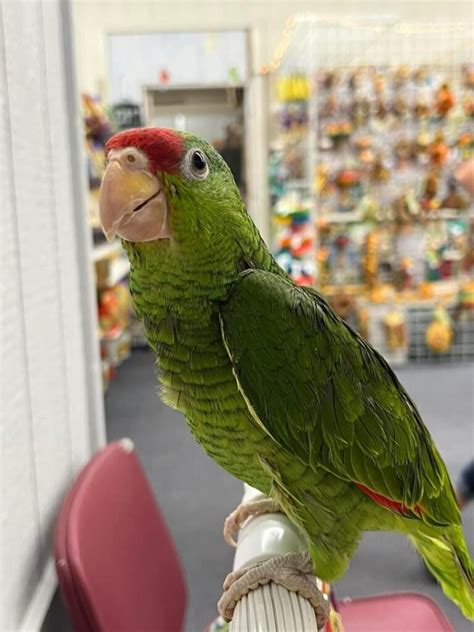 Mexican Red Headed Amazon Parrots For Sale Exquisite Avian Companions