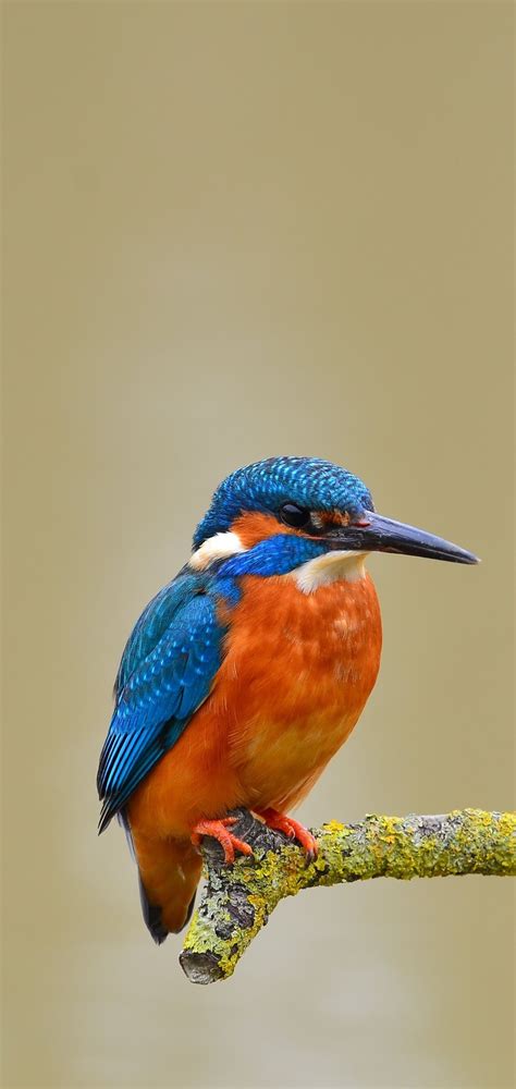 Kingfisher (Bird) Wallpapers (47+ images inside)