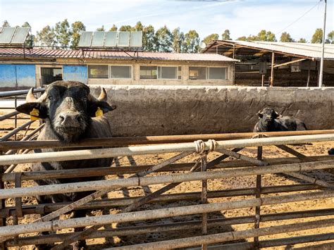 Gli Allevatori Di Bufale Del Casertano Protestano Da Prima Degli