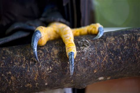 Closeup Of A Claws Of An White Headed American Bald Eagle Stock Image