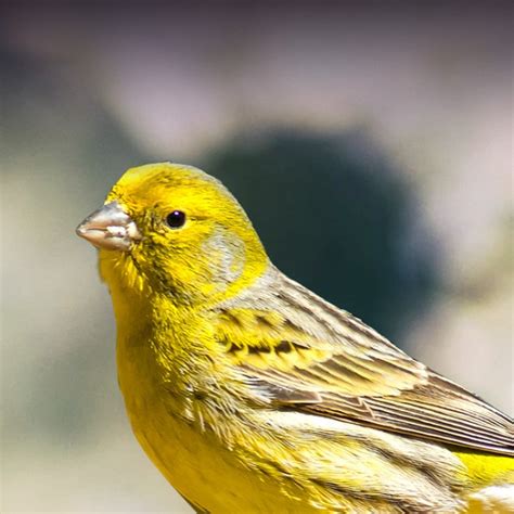 canary bird pet reader