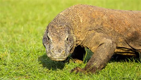 komodo dragon majestic predator  indonesia