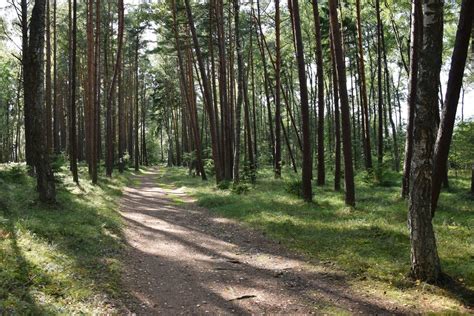 Lasy na Podkarpaciu Które powiaty są najmniej a której najbardziej