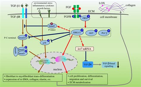 Regulation Mechanisms Of Fgf On Fibroblast Activation Tgf Signalling