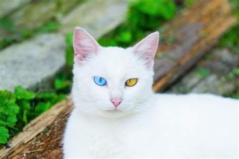 GATO ALBINO - Como cuidar e características