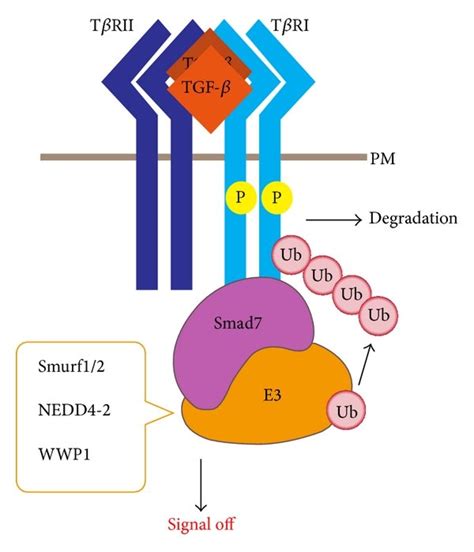 Regulation of TGF β receptor degradation and expression a TGF β