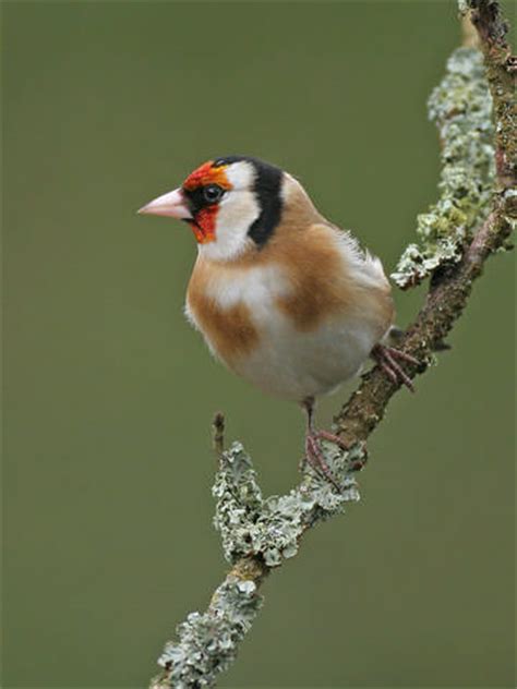 Goldfinch breeding