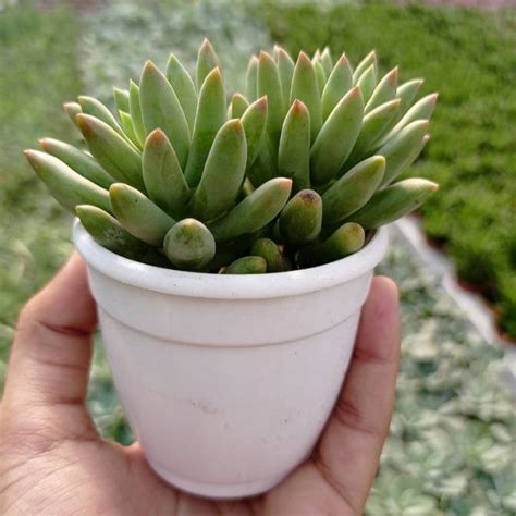 Buy Sedeveria Harry Butterfield Super Donkey Tail Succulent Plant