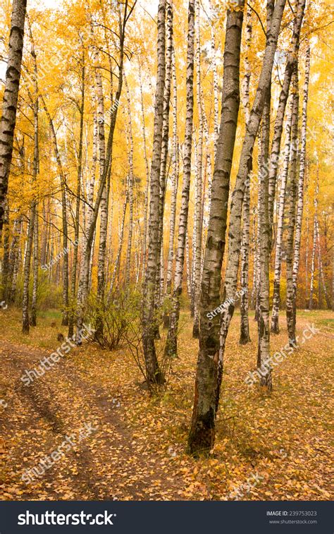 Autumn Birch Forest Stock Photo 239753023 Shutterstock