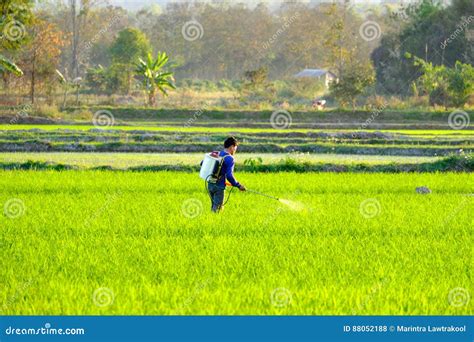 408 Farmer Spray Fertilizer Rice Field Stock Photos Free Royalty